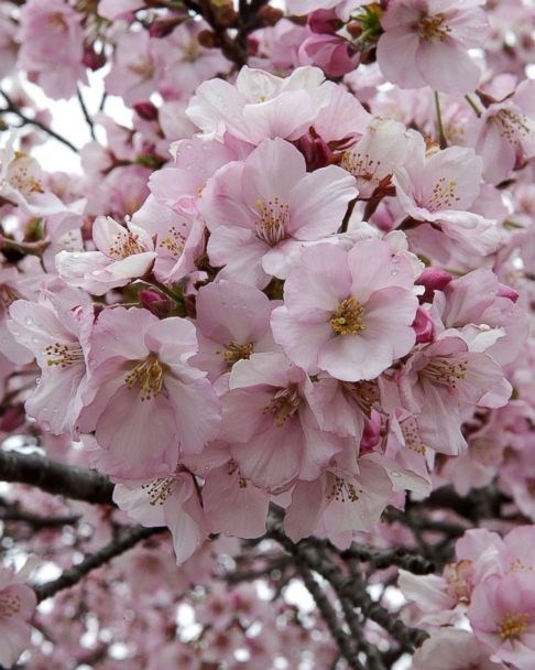 Obituary of Marie H. Basher