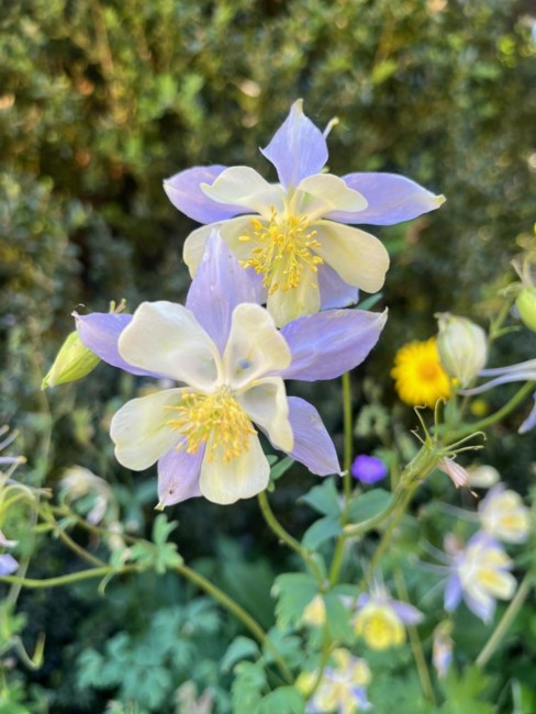 Obituary of My Thi Nguyen