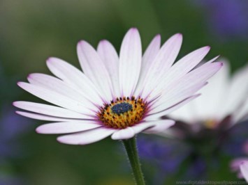 Obituary of Frances Long Donnelly