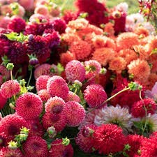 Obituary of Phyllis Marie Hartmann