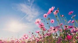 Obituary of Adolfina V. Montero