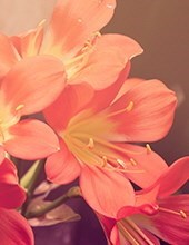 Obituario de Mary Alice Goodwin