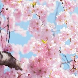 Obituary of Man Fong Merenna Lau