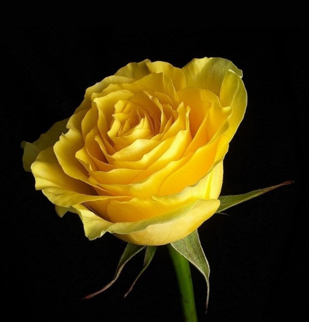 Obituary of Sandra K. Snyder VanOeveren