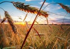 Obituary of Erik Franklin Phillips