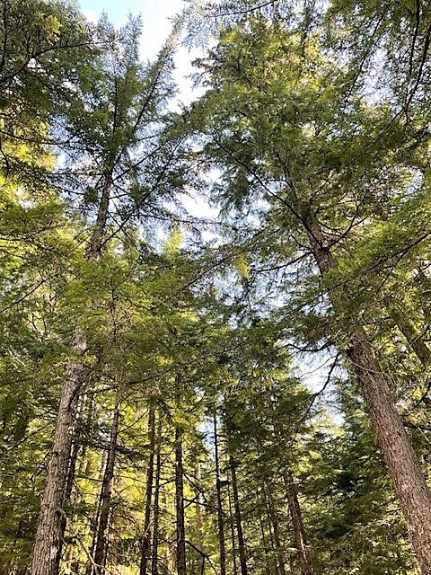 Avis de décès de Tong Jian (Roget)  Luo