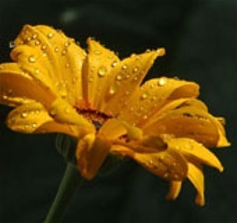 Obituary of Visitacion C. Cordero