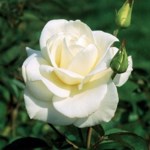 Leitha Stampfli