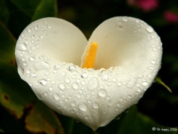 Obituary of Richard Nguyen Lam