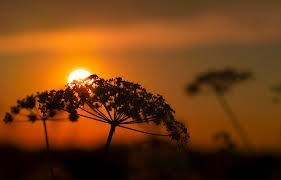 Obituario de Albert Sung