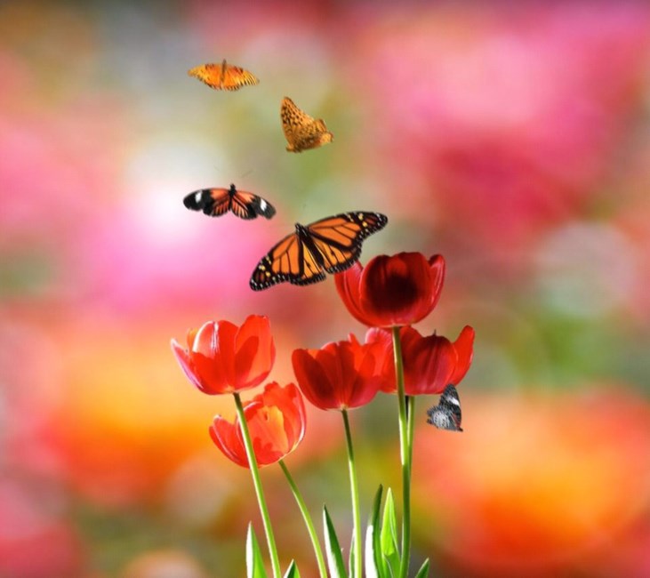 Obituary of Mirella Josefina Rojas de Marchese