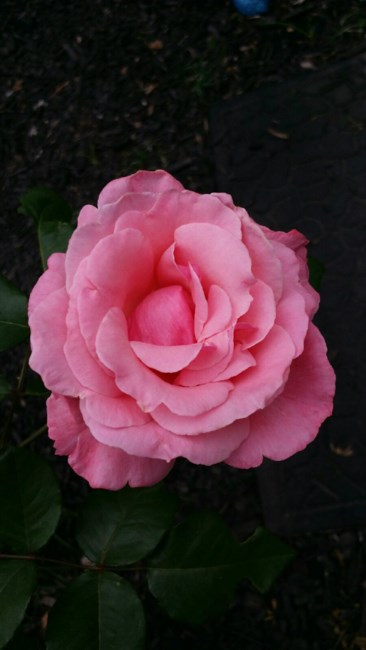 Obituary of Marjorie Stevens