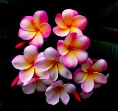 Obituary of Helen Florence Pierson