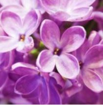 Obituary of Helen Blanch Wells