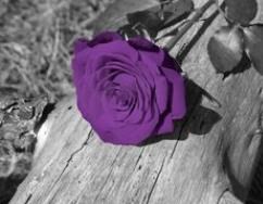 Obituary of Judith Marie Irwin