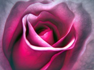 Obituary of Phyllis Fox