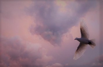 Obituary of Harold Neal Strawberry Cook