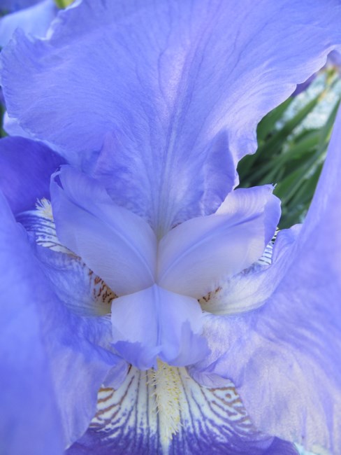 Obituary of Tia Parenzin Johnson