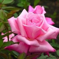 Obituary of Rosa Gibson