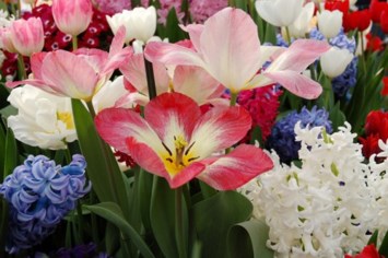 Obituary of Valerie Cynthia Smith