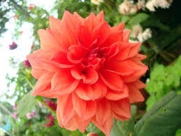 Obituary of Adrienne Middlebrook Kallen