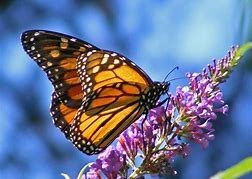 Obituary of Brenda Walker