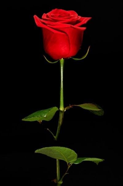 Obituary of Alexandria C. Miers