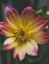 Obituary of John Edward Whalen