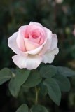 Obituary of Mary Novakowski