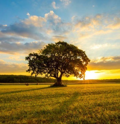 Obituary of Joyce Ann Shepherd