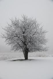 Obituary of James Drew Adam Evans