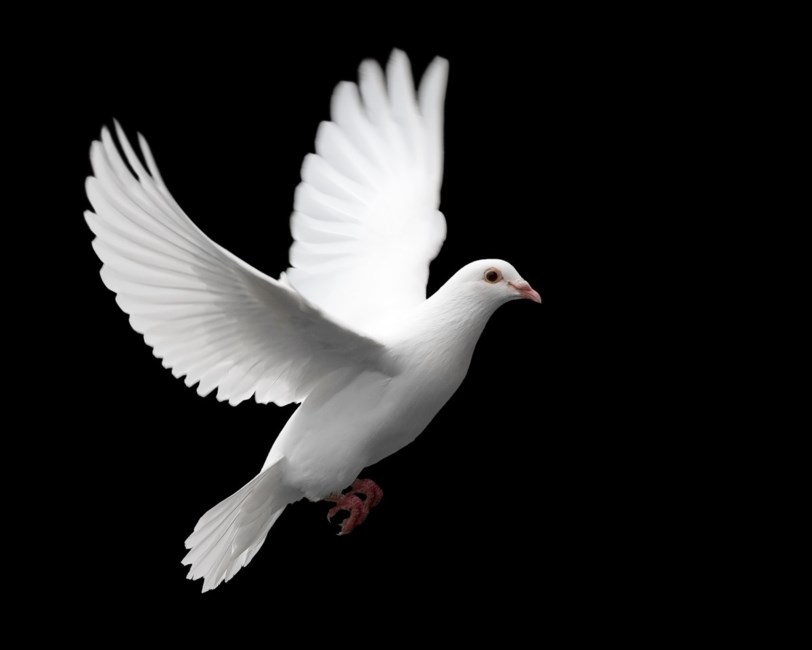 Obituary of Mr. Brian William MacLean
