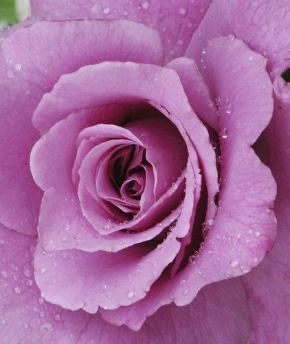 Obituary of Elvina Evelyn Hanson