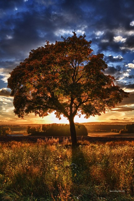 Obituary of James Edward McCormick