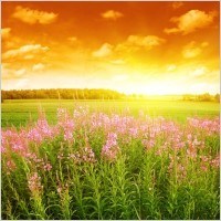 Obituary of Donna Marie Hayden