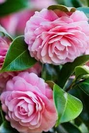 Obituary of Judy Lynn Little