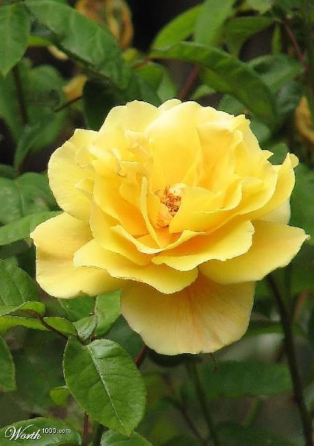 Obituary of Mary Louise Maze