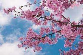 Obituary of Shirley Lee Fender