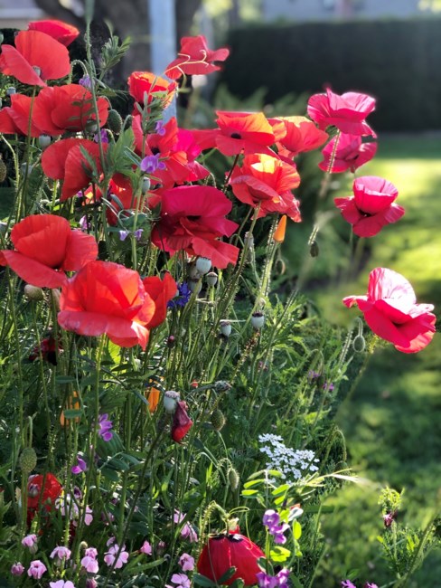 Obituary of Dorothy Jean Campbell