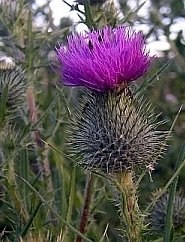 Obituary of James Alexander Caulfield