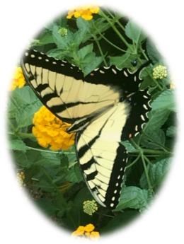 Obituary of Mavaleen New