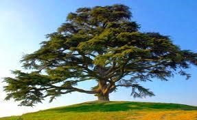 Obituary of Vincent Monroe Mitchell