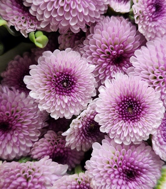 Obituary of Kayla Dax Yand