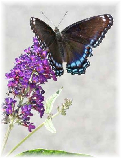 Obituary of Elsie Agnes Brown