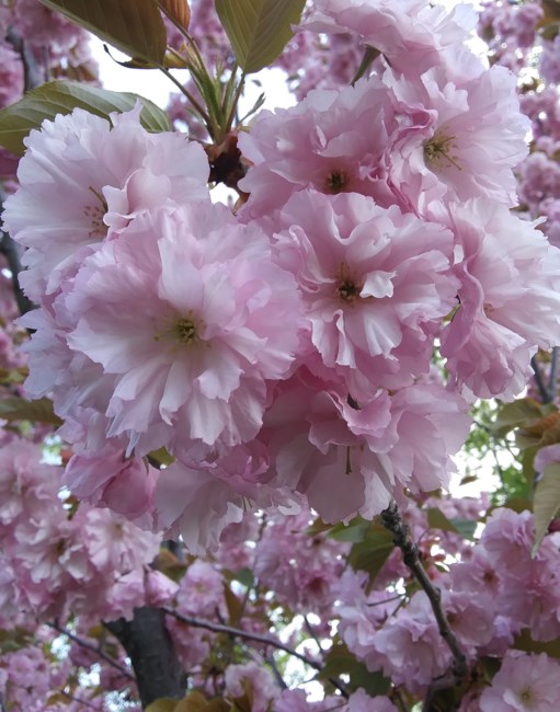 Obituary of Angel Arellano Vazquez