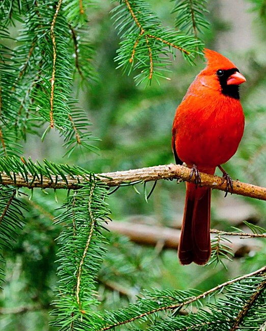 Avis de décès de Michael John Derickson Sr.