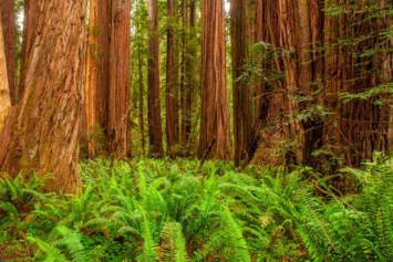 Obituary of Gary Clark Wolf