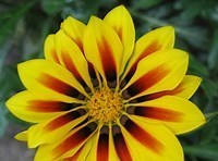 Avis de décès de Linda Schwartz