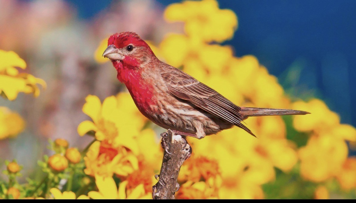 Obituario de Nancy Wise