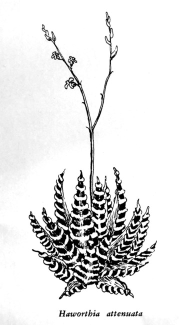 Obituary of Judy Veit Hancock